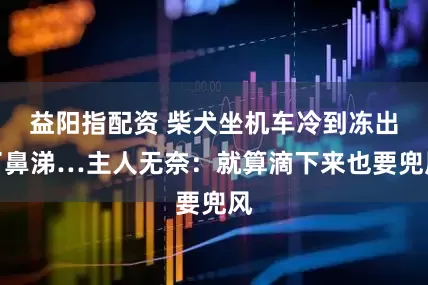 益阳指配资 柴犬坐机车冷到冻出了鼻涕…主人无奈：就算滴下来也要兜风